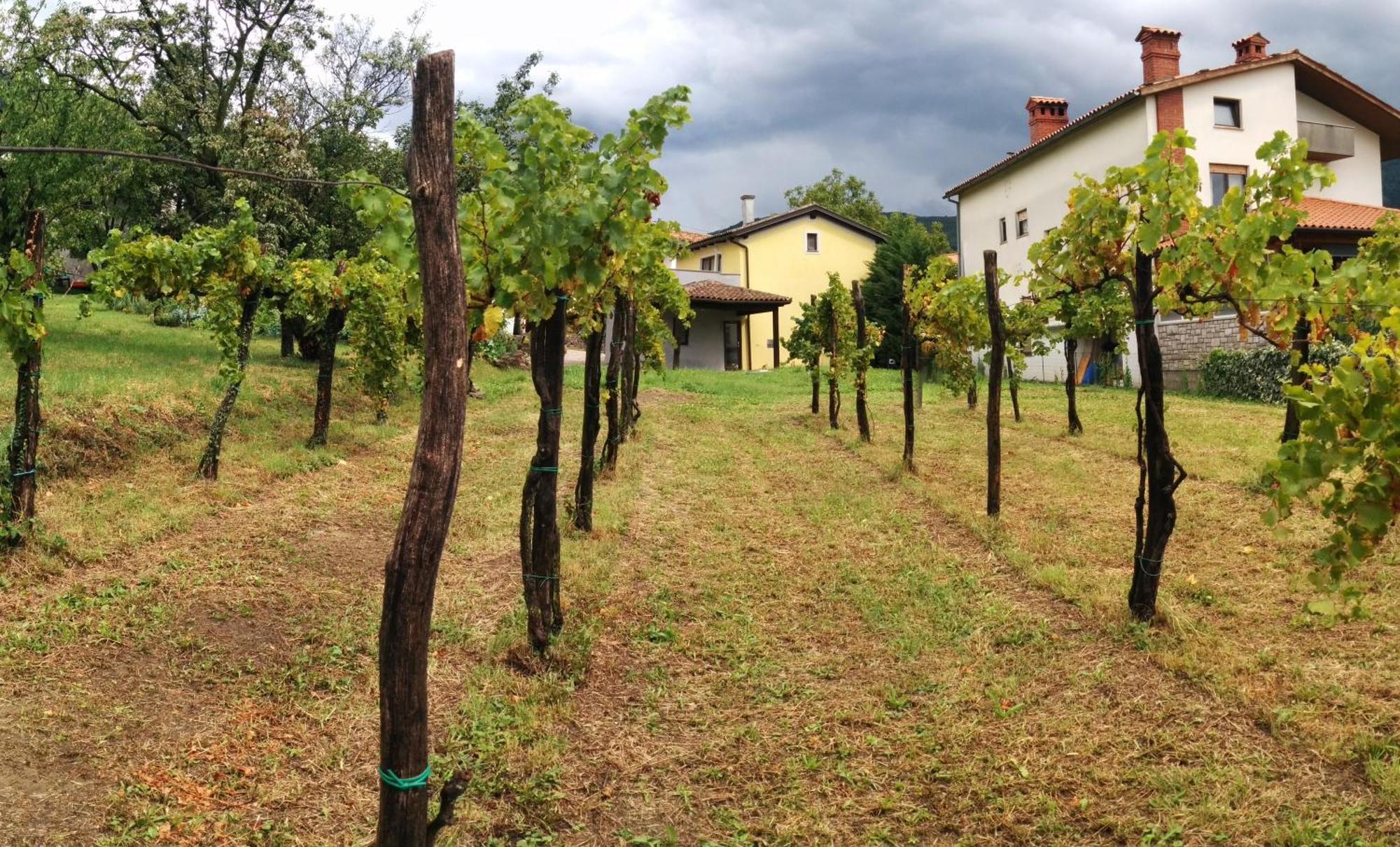 Small House In Vipava Valley Εξωτερικό φωτογραφία